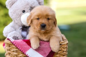 Image of Gizmo, a Golden Retriever puppy