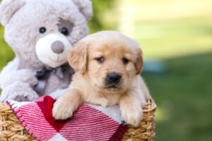 Image of Goldie, a Golden Retriever puppy