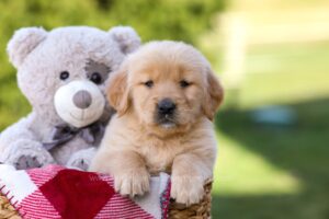 Image of Gracie, a Golden Retriever puppy