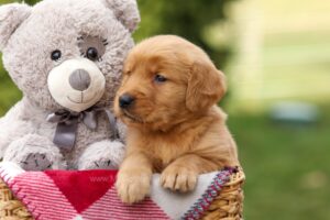 Image of Griffin, a Golden Retriever puppy