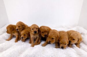 Image of Dark Golden 🤎 April 30, a Golden Retriever puppy