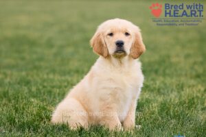 Image of McKenna, a Golden Retriever puppy
