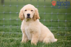 Image of Malik, a Golden Retriever puppy