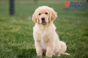 Image of Margie, a Golden Retriever puppy
