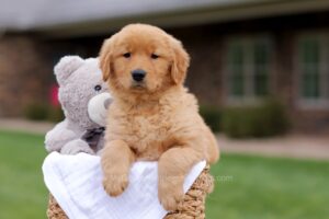 Image of Monroe, a Golden Retriever puppy