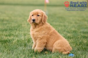 Image of Nala, a Golden Retriever puppy
