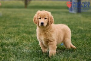 Image of Nico, a Golden Retriever puppy