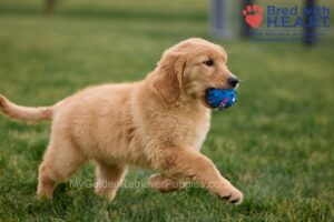 Image of Nina, a Golden Retriever puppy