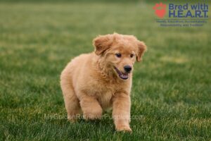 Image of Nova, a Golden Retriever puppy