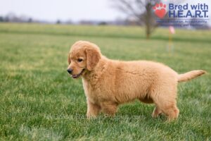Image of Nova, a Golden Retriever puppy