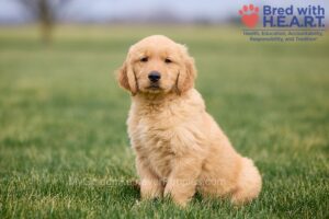 Image of Ollie, a Golden Retriever puppy