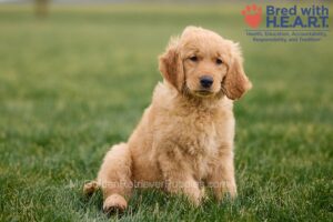 Image of Opal, a Golden Retriever puppy