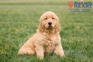 Image of Oscar, a Golden Retriever puppy
