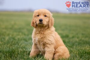 Image of Oxana, a Golden Retriever puppy