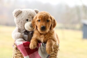 Image of Pablo, a Golden Retriever puppy