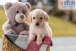 Image of Reba, a Golden Retriever puppy
