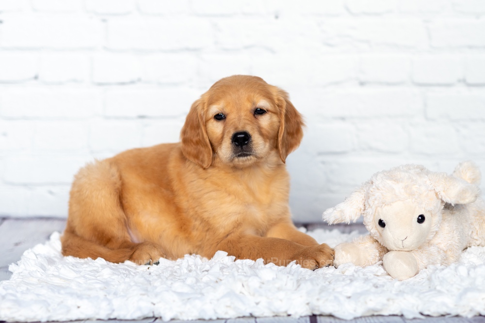 Sandy Image of Sandy, a Golden Retriever puppy