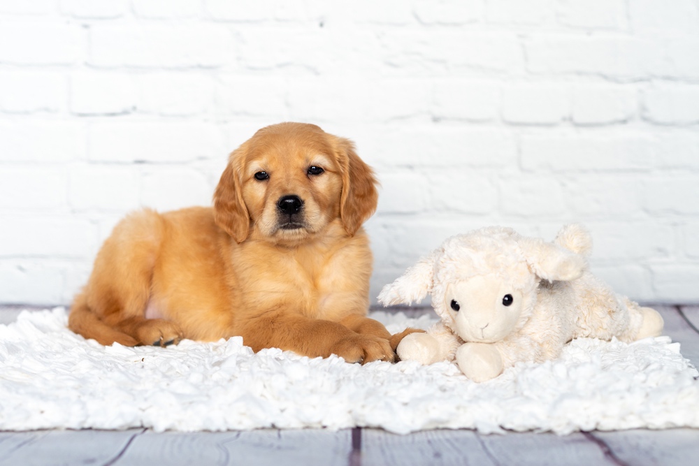 Sandy Image of Sandy, a Golden Retriever puppy