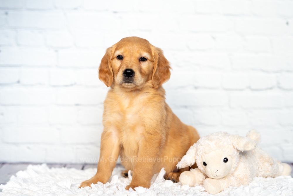 Sandy Image of Sandy, a Golden Retriever puppy