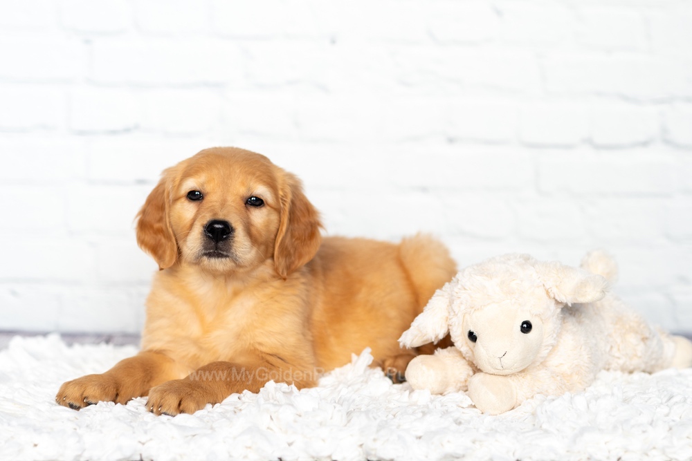 Sandy Image of Sandy, a Golden Retriever puppy