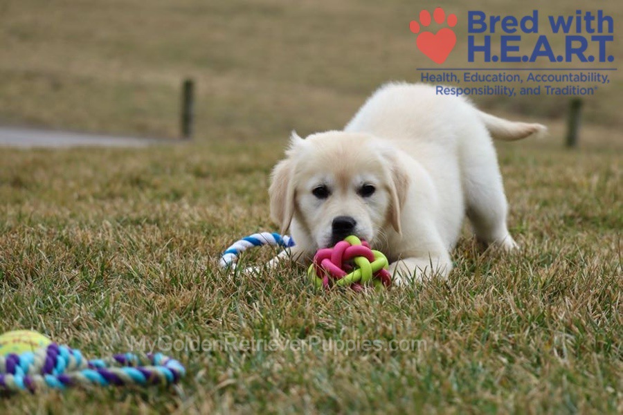 Skye Image of Skye, a Golden Retriever puppy