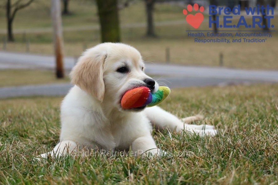 Skye Image of Skye, a Golden Retriever puppy