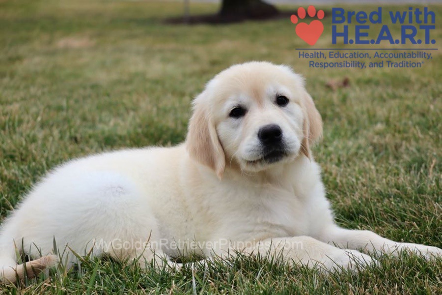 Skye Image of Skye, a Golden Retriever puppy
