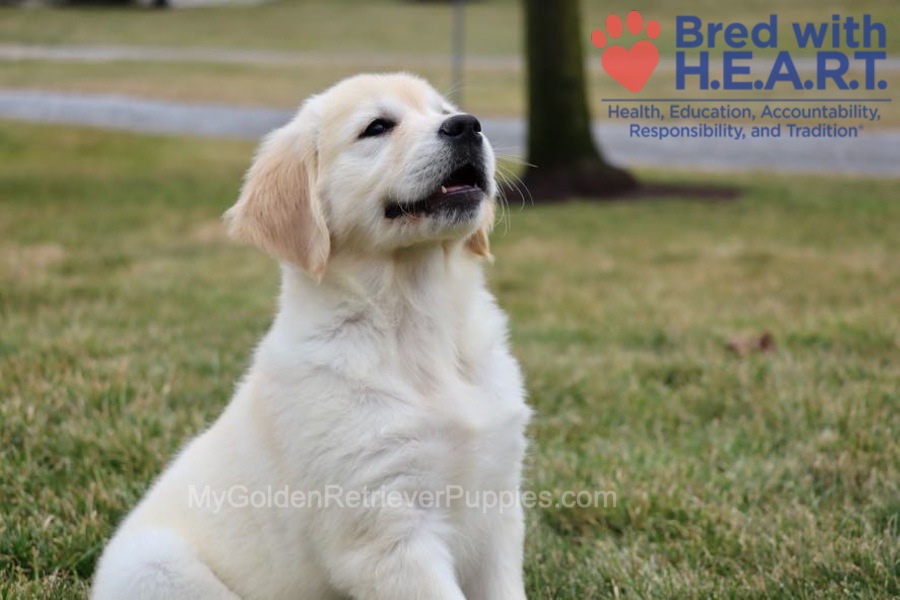 Skye Image of Skye, a Golden Retriever puppy
