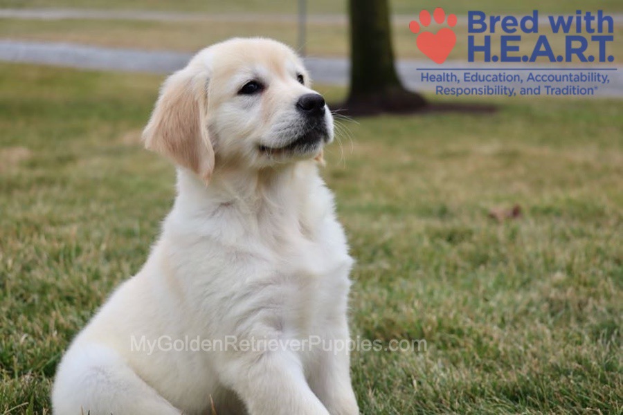 Skye Image of Skye, a Golden Retriever puppy
