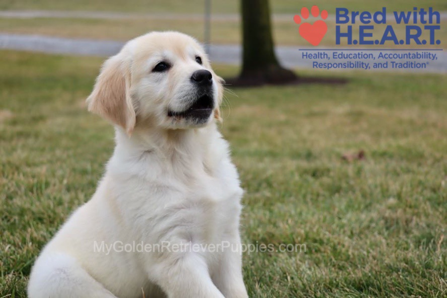 Skye Image of Skye, a Golden Retriever puppy