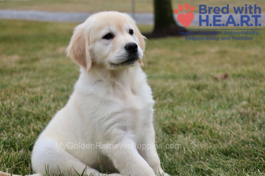 Skye Image of Skye, a Golden Retriever puppy