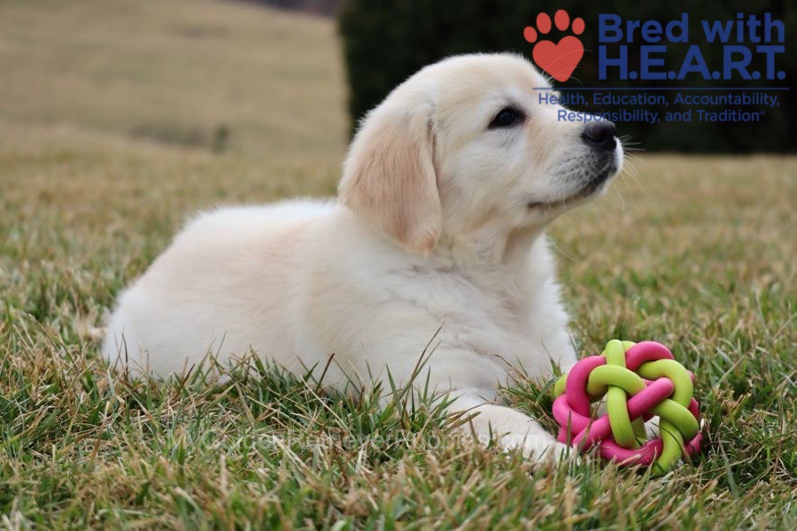 Skye Image of Skye, a Golden Retriever puppy