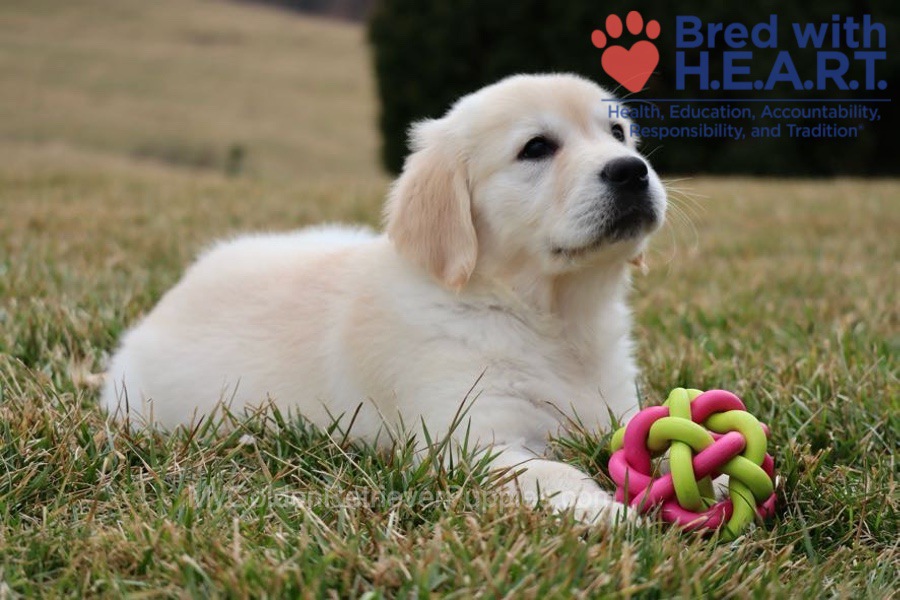 Skye Image of Skye, a Golden Retriever puppy