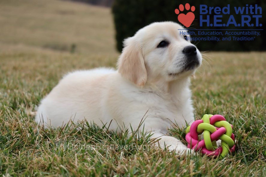 Skye Image of Skye, a Golden Retriever puppy