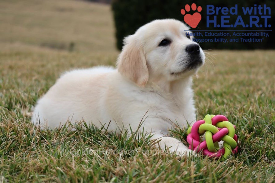 Skye Image of Skye, a Golden Retriever puppy