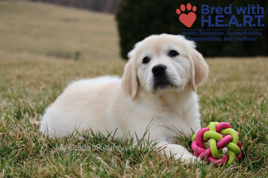 Skye Image of Skye, a Golden Retriever puppy