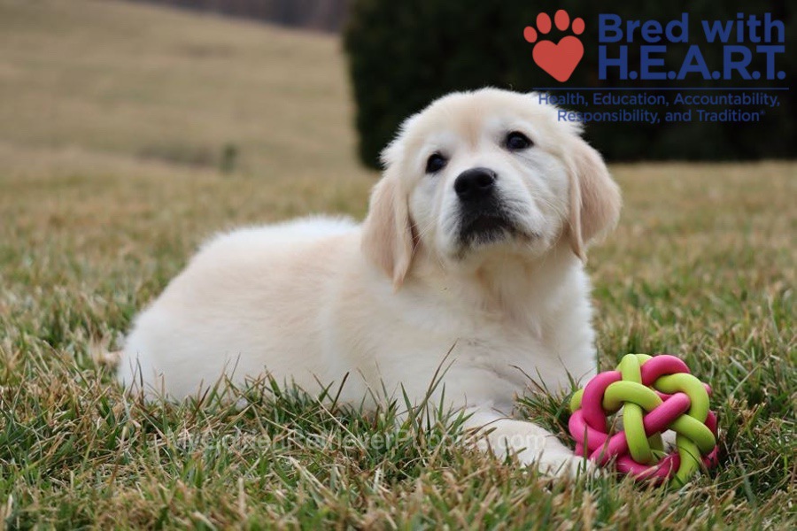 Skye Image of Skye, a Golden Retriever puppy