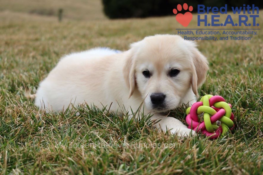 Skye Image of Skye, a Golden Retriever puppy