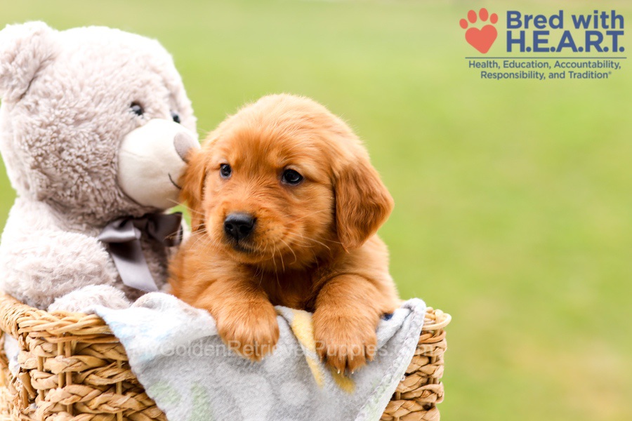 Skylar Image of Skylar, a Golden Retriever puppy