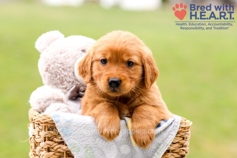 Skylar Image of Skylar, a Golden Retriever puppy