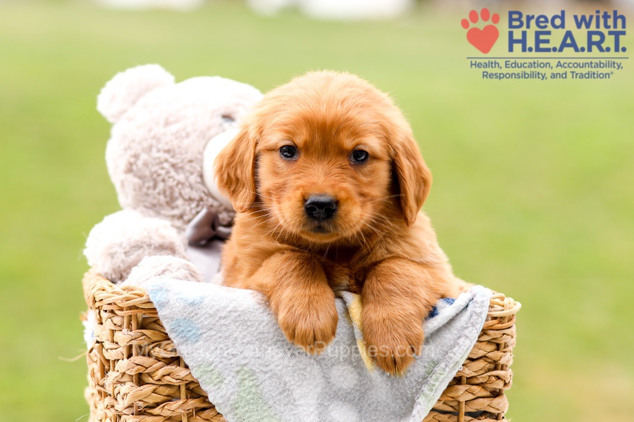 Skylar Image of Skylar, a Golden Retriever puppy