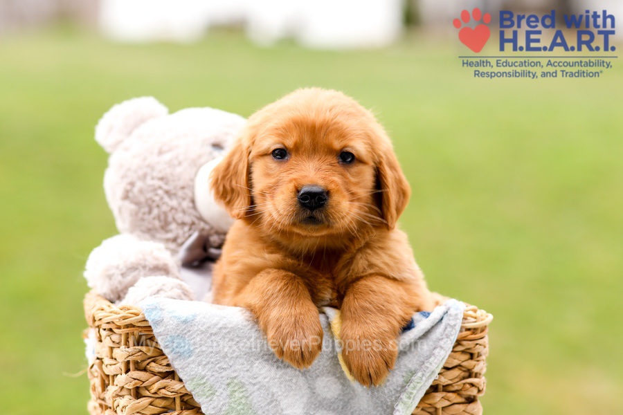 Skylar Image of Skylar, a Golden Retriever puppy