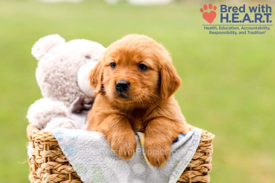 Skylar Image of Skylar, a Golden Retriever puppy