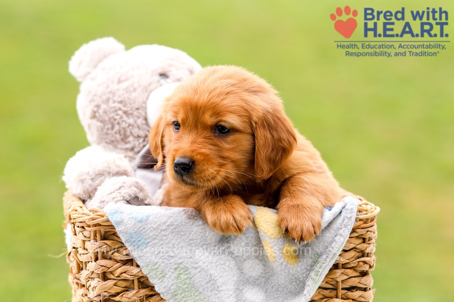 Skylar Image of Skylar, a Golden Retriever puppy