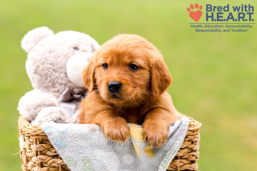 Skylar Image of Skylar, a Golden Retriever puppy