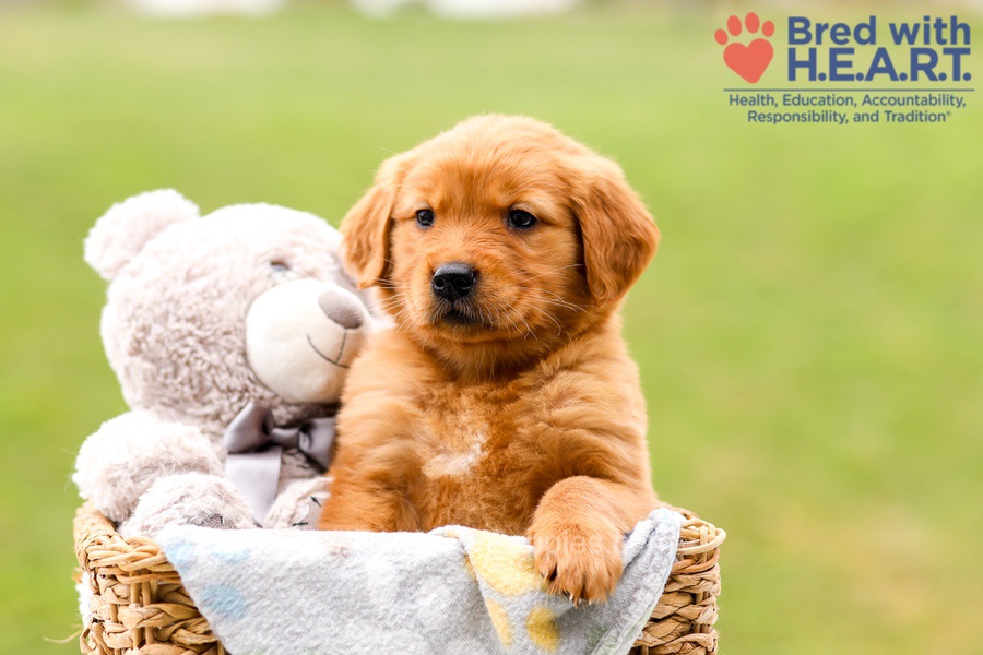 Skylar Image of Skylar, a Golden Retriever puppy