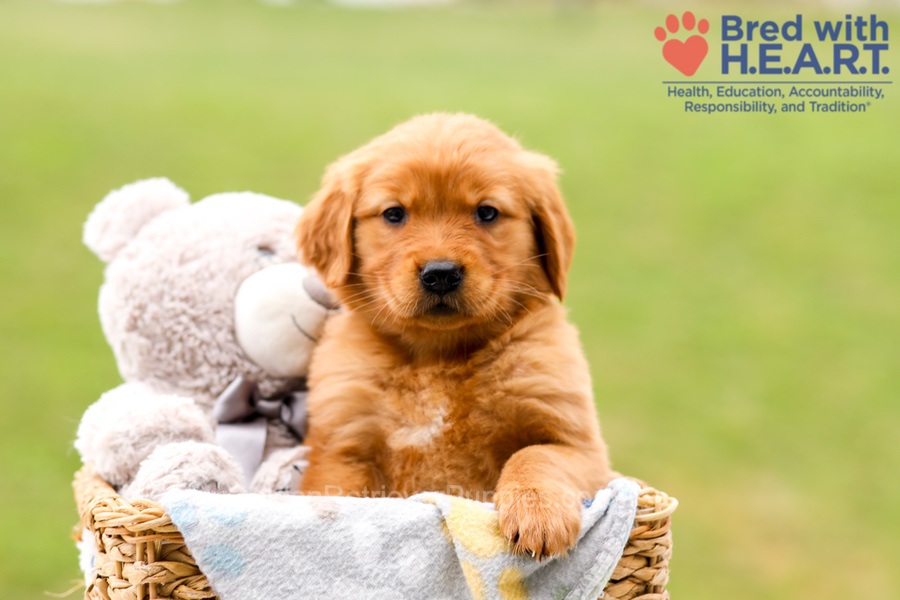 Skylar Image of Skylar, a Golden Retriever puppy