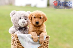 Image of Sydney, a Golden Retriever puppy
