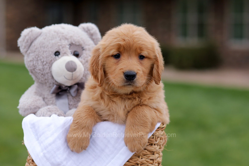 Jolie Image of Jolie, a Golden Retriever puppy