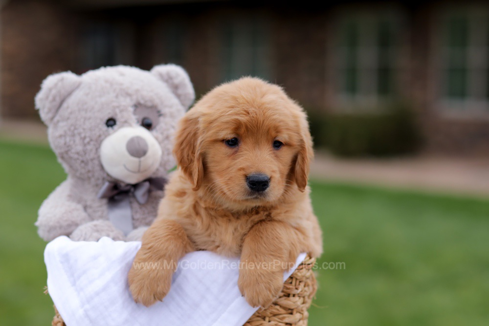 Jolie Image of Jolie, a Golden Retriever puppy